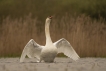 Oiseaux Cygne tuberculé (Cygnus olor)