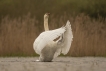 Oiseaux Cygne tuberculé (Cygnus olor)