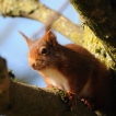 Mammifères Ecureuil roux (Sciurus vulgaris)