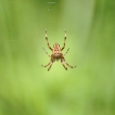 Araignées Epeire diadème (Araneus diadematus)