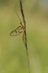 Insectes Éphémère SP