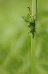 Insectes Éphippigère carénée (Uromenus rugosicollis)