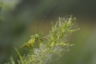 Insectes Ephippigère carénée (Uromenus rugosicollis)