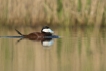 Oiseaux Érismature rousse (Oxyura jamaicensis)