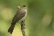 Oiseaux Fauvette à tête noire (Sylvia atricapilla)