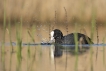 Oiseaux Foulque macroule (Fulica atra)