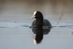 Oiseaux Foulque macroule (Fulica atra)