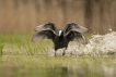 Oiseaux Foulque macroule (Fulica atra)