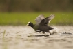 Oiseaux Foulque macroule (Fulica atra)