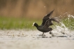 Oiseaux Foulque macroule (Fulica atra)