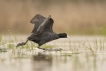 Oiseaux Foulque macroule (Fulica atra)