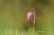 Flore Fritillaire pintade (Fritillaria meleagris)