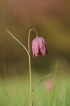 Flore Fritillaire pintade (Fritillaria meleagris)