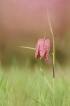 Flore Fritillaire pintade (Fritillaria meleagris)