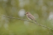 Oiseaux Gobemouche gris (Muscicapa striata)