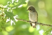 Oiseaux Gobemouche noir (Ficedula hypoleuca)