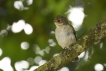 Oiseaux Gobemouche noir (Ficedula hypoleuca)