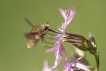 Insectes Grand bombyle (Bombylius major)