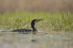 Oiseaux Grand cormoran (Phalacrocorax carbo)