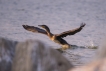 Oiseaux Grand cormoran (Phalacrocorax carbo)