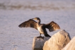 Oiseaux Grand cormoran (Phalacrocorax carbo)