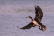 Oiseaux Grand cormoran (Phalacrocorax carbo)