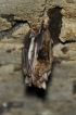 Mammifères Grand Murin (Myotis myotis)