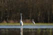 Oiseaux Grande aigrette (Ardea alba)