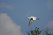 Oiseaux Grande aigrette (Ardea alba)