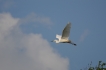 Oiseaux Grande aigrette (Ardea alba)