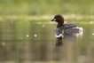 Oiseaux Grèbe castagneux (Tachybaptus ruficollis)