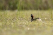 Oiseaux Grèbe castagneux (Tachybaptus ruficollis)