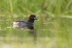 Oiseaux Grèbe castagneux (Tachybaptus ruficollis)