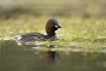 Oiseaux Grèbe castagneux (Tachybaptus ruficollis)