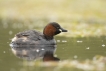 Oiseaux Grèbe castagneux (Tachybaptus ruficollis)