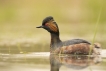 Oiseaux Grèbe à cou noir (Podiceps nigricollis)