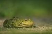 Amphibiens Grenouille verte \