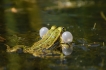 Amphibiens Grenouille verte \