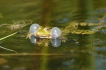 Amphibiens Grenouille verte \