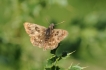 Insectes Hespérie de l\'alcée (Carcharodus alceae)