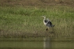 Oiseaux Héron cendré (Ardea cinerea)