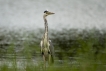 Oiseaux Héron cendré (Ardea cinerea)