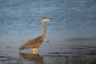 Oiseaux Héron cendré (Ardea cinerea)