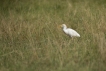 Oiseaux Héron garde-boeufs (Bubulcus ibis)