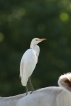 Oiseaux Héron garde-boeufs (Bubulcus ibis)