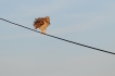 Oiseaux Hibou des marais (Asio fammeus)