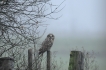 Oiseaux Hibou des marais (Asio fammeus)