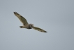 Oiseaux Hibou des marais (Asio fammeus)