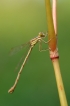Insectes Leste sauvage (Lestes barbarus)