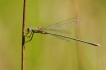Insectes Leste vert (Chalcolestes viridis)